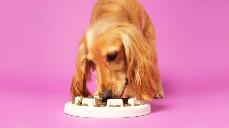 FUSSY-EATER-BLOG-1_b9d11043-f444-4faf-ac88-67458e6e3ac7